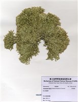 藏品(白果胞藻)的圖片